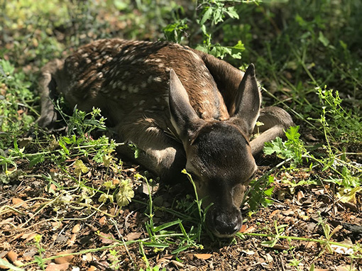 bambi-tumbado-dehesa